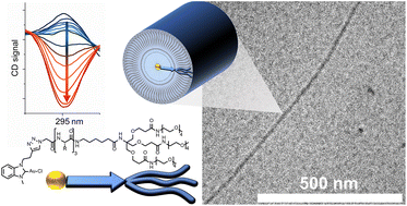 Graphical abstract: Impact of sample history and solvent effects on pathway control in the supramolecular polymerisation of Au(i)-metallopeptide amphiphiles