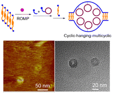Graphical abstract: Cyclic–hanging-multicyclic polymer synthesized by ladderphane-mediated blocking-cyclization technique for the direct visualization of cyclic macromolecular topology