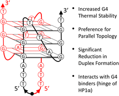 Graphical abstract: Inverted strand polarity yields thermodynamically stable G-quadruplexes and prevents duplex formation within extended DNA