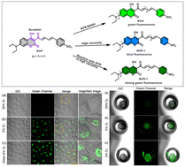 Graphical abstract: A single-molecule fluorescent probe for visualizing viscosity and hypoxia in lysosomes and zebrafish embryos