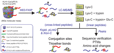 Graphical abstract: Characterization by LC-MS/MS analysis of KLH vaccine conjugated with a tick antigen peptide