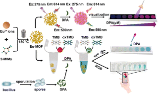 Graphical abstract: Dual-mode detection of 2,6-pyridinedicarboxylic acid based on the enhanced peroxidase-like activity and fluorescence property of novel Eu-MOFs
