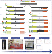 Graphical abstract: Rapid detection of monkeypox virus and differentiation of West African and Congo Basin strains using endonuclease restriction-mediated real-time PCR-based testing