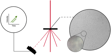 Graphical abstract: Low-cost, real-time detection of bacterial growth via diffraction-based sensing