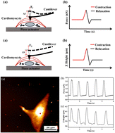 Graphical abstract: Analysis of the contractile work of a single cardiomyocyte by atomic force microscopy