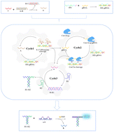 Graphical abstract: Multiple signal amplification strategy for ultrasensitive sensing of Mycobacterium bovis based on 8–17 DNAzyme and CRISPR-Cas13a