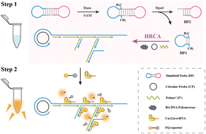 Graphical abstract: A universal two-step strategy for multiple DNA MTase activity: enhancing sensitivity through CRISPR/Cas12a-assisted hyperbranched rolling circle amplification (CA-HRCA)