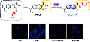 Graphical abstract: Radical-triggered ring-opening of aminocyclopropane for detection of hydroxyl radicals in living cells