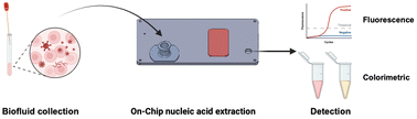 Graphical abstract: Rapid on-chip nucleic acid extraction for point-of-care salivary diagnostics