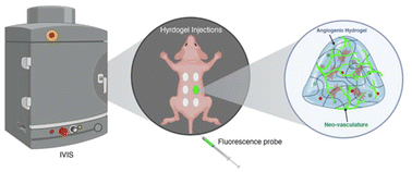Graphical abstract: Rapid method to screen biomaterial angiogenesis in vivo using fluorescence imaging in mice