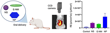 Graphical abstract: Hyaluronan nanoplatelets exhibit extended residence time compared to spherical and ellipsoidal nanomaterials with equivalent surface potentials and volumes after oral delivery in rats