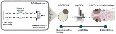 Graphical abstract: Structure–function relationship of phase-separated liposomes containing diacylglycerol analogues