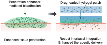 Graphical abstract: Penetration enhancers strengthen tough hydrogel bioadhesion and modulate locoregional drug delivery