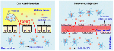 Graphical abstract: Hyaluronic acid-functionalized nanoparticles for ulcerative colitis-targeted therapy: a comparative study of oral administration and intravenous injection