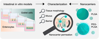 Graphical abstract: Predicting nanocarrier permeation across the human intestine in vitro: model matters