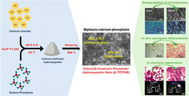 Graphical abstract: Optimized synthesis of biphasic calcium phosphate: enhancing bone regeneration with a tailored β-tricalcium phosphate/hydroxyapatite ratio
