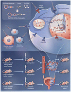 Graphical abstract: A novel therapeutic strategy utilizing EpCAM aptamer-conjugated gemcitabine for targeting bladder cancer and cancer stem cells