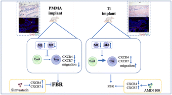 Graphical abstract: Modulation of biomaterial-induced foreign body response by regulating the differentiation and migration of Treg cells through the CXCL12–CXCR4/7 axis