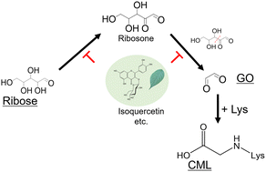 Graphical abstract: Rapid formation of Nε-(carboxymethyl)lysine (CML) from ribose depends on glyoxal production by oxidation