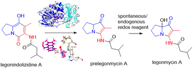 Graphical abstract: Characterization of the Baeyer–Villiger monooxygenase in the pathway of the bacterial pyrrolizidine alkaloids, legonmycins