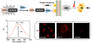 Graphical abstract: An iridium(iii) 3-chloro-6-thio-1,2,4,5-tetrazine complex for cysteine conjugation, bioimaging and photoactivated therapy