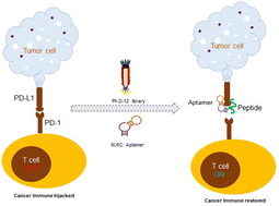 Graphical abstract: Aptamer-assisted phage display: enhancing checkpoint inhibition with a peptide and an aptamer targeting distinct sites on a single PD-L1 protein