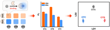 Graphical abstract: An albumin fluorescent sensor array discriminates ochratoxins