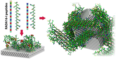 Graphical abstract: Unveiling the potential of RADA16-I peptide-coated silver nanoparticles for biomedical uses: a computational study