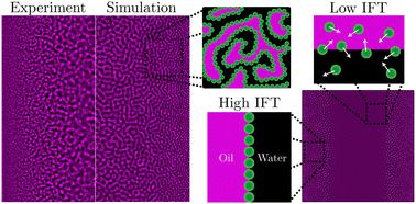 Graphical abstract: Analysis of bijel formation dynamics during solvent transfer-induced phase separation using phase-field simulations