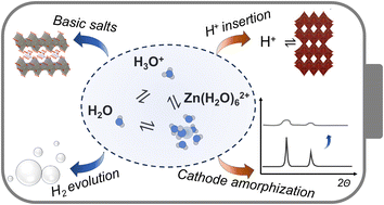 Graphical abstract: Gains and losses in zinc-ion batteries by proton- and water-assisted reactions