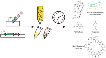 Graphical abstract: Cell-free synthetic biology for natural product biosynthesis and discovery