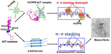 Graphical abstract: Peroxynitrite scavenger FeTPPS binds with hCT to effectively inhibit its amyloid aggregation