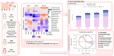 Graphical abstract: Supplementing infant milk formula with a multi-strain synbiotic and osteopontin enhances colonic microbial colonization and modifies jejunal gene expression in lactating piglets