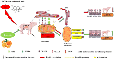 Graphical abstract: Effects of hesperidin on mitochondrial function, mitochondria-associated endoplasmic reticulum membranes and IP3R–MCU calcium axis in the intestine of piglets exposed to deoxynivalenol