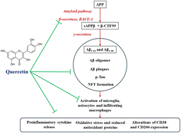 Graphical abstract: Quercetin ameliorates neuroinflammatory and neurodegenerative biomarkers in the brain and improves neurobehavioral parameters in a repeated intranasal amyloid-beta exposed model of Alzheimer's disease