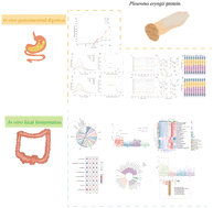 Graphical abstract: In vitro gastrointestinal digestion and fecal fermentation of Pleurotus eryngii proteins extracted using different methods: insights for the utilization of edible mushroom-based proteins as novel nutritional and functional components