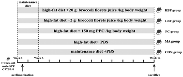 Graphical abstract: Broccoli (Brassica oleracea L. var. italica Planch) alleviates metabolic-associated fatty liver disease through regulating gut flora and lipid metabolism via the FXR/LXR signaling pathway