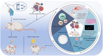 Graphical abstract: Effect of proanthocyanidins on cognitive improvement in thyroxin-induced aging mice