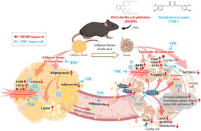 Graphical abstract: Tetrahydrocurcumin alleviates di-(2-ethylhexyl) phthalate-induced adipose tissue dysfunction and testicular toxicity in adult mice: possible involvement of adiponectin-adipoR signaling in the testis