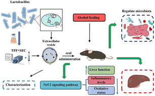 Graphical abstract: Lactobacillus extracellular vesicles alleviate alcohol-induced liver injury in mice by regulating gut microbiota and activating the Nrf-2 signaling pathway
