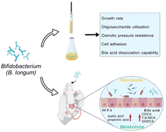 Graphical abstract: Bifidobacterium longum subsp. longum relieves loperamide hydrochloride-induced constipation in mice by enhancing bile acid dissociation