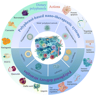 Graphical abstract: Dietary polyphenols for tumor therapy: bioactivities, nano-therapeutic systems and delivery strategies