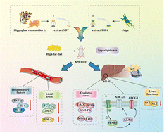 Graphical abstract: The comparative effects of ω-7 fatty acid-rich sea buckthorn oil and ω-3 fatty acid-rich DHA algal oil on improving high-fat diet-induced hyperlipidemia