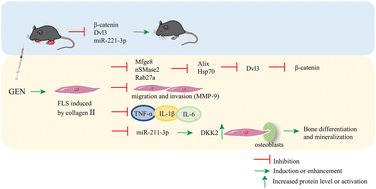 Graphical abstract: Genistein alleviates rheumatoid arthritis by inhibiting fibroblast-like synovial exosome secretion regulated by the Rab27/nSMase2/Mfge8 pathway