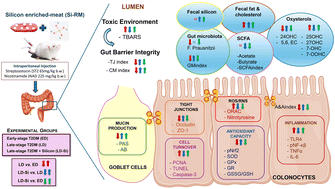 Graphical abstract: Silicon-enriched functional meat enhances colonic barrier function by regulating tight junction protein expression, oxidative stress, and inflammation responses in a diabetic dyslipidemia model