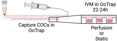 Graphical abstract: OoTrap: enhancing oocyte collection and maturation with a field-deployable fluidic device