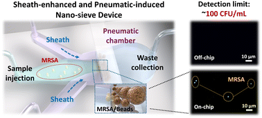 Graphical abstract: Sheath-enhanced concentration and on-chip detection of bacteria from an extremely low-concentration level