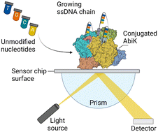 Graphical abstract: Data storage based on the absence of nucleotides using a bacteriophage abortive infection system reverse transcriptase