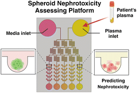 Graphical abstract: High-throughput microfluidic spheroid technology for early detection of colistin-induced nephrotoxicity with gradient-based analysis