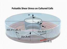 Graphical abstract: Pulsatile-flow culture: a novel system for assessing vascular-cell dynamics